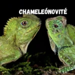 chameleónovité